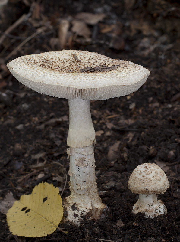 Amanita citrina var. citrina